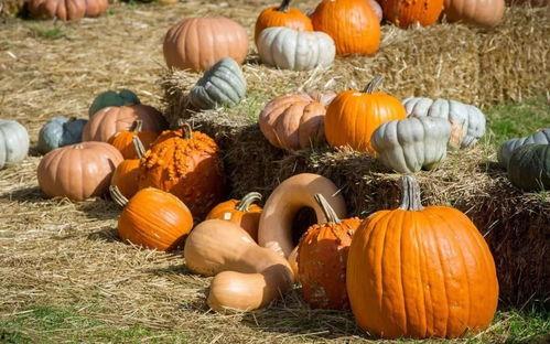 南京第一深情吃瓜视频,一场网络热传的美食与情感盛宴