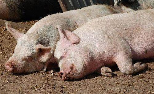 猪快速吃瓜的视频大全集,瓜果盛宴大快朵颐瞬间回顾