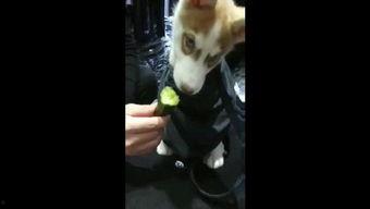 狗仔在线吃瓜视频,揭秘娱乐圈幕后真相