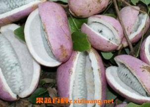 正确吃八月瓜的做法视频