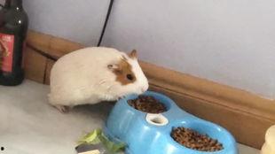 花枝鼠吃白瓜会死吗视频,花枝鼠误食白瓜致命之谜揭秘