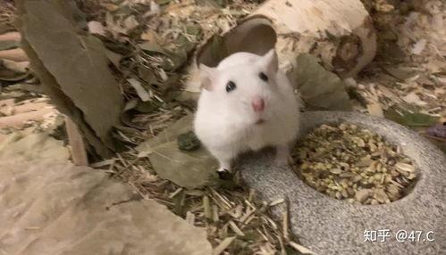 花枝鼠吃白瓜会死吗视频,花枝鼠误食白瓜致命之谜揭秘