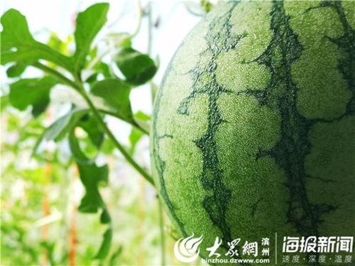 大连地区吃瓜视频,吃瓜视频带你领略本地美食文化