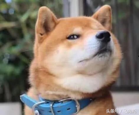 狗头吃瓜素材高清视频在线观看,萌态十足！高清视频带你领略萌宠瞬间