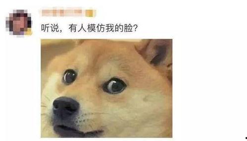 狗头吃瓜素材高清视频在线观看,萌态十足！高清视频带你领略萌宠瞬间