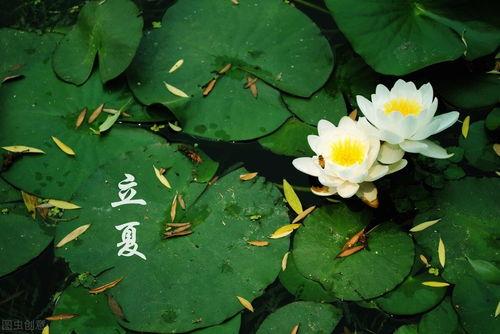 立夏早上吃瓜视频,瓜香四溢的夏日初体验