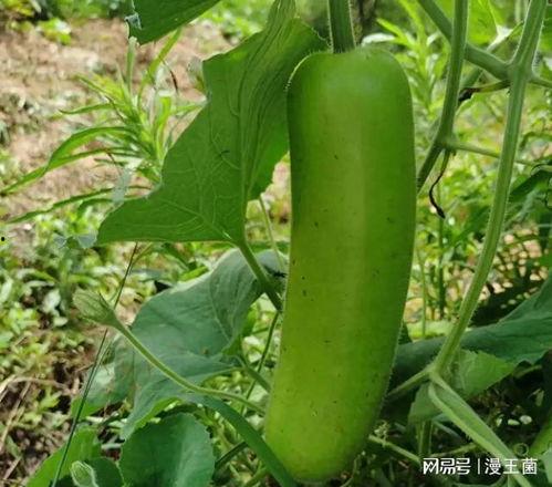 瓠子瓜能做零食吃吗视频,轻松制作教程大公开