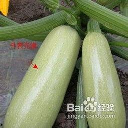 角瓜干晒干咋吃最好呢视频,角瓜干晒干美味吃法揭秘