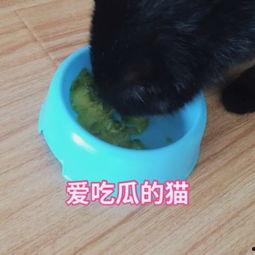 热闹的吃瓜猫咪视频,一场热闹的猫咪视频狂欢