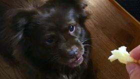 狗子和我的吃瓜视频,欢乐逗趣的宠物生活片段