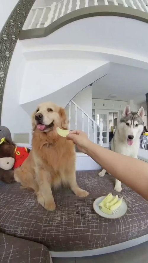 狗子和我的吃瓜视频,欢乐逗趣的宠物生活片段
