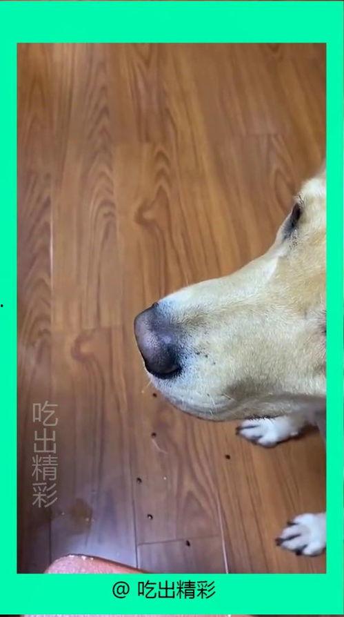 狗子和我的吃瓜视频,欢乐逗趣的宠物生活片段