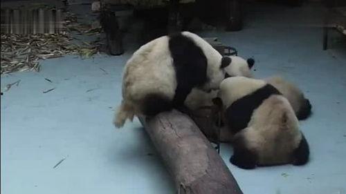 熊猫吃瓜打架视频在线观看