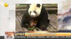 熊猫吃瓜打架视频在线观看