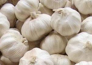 吸血瓜吃大蒜好吗视频讲解,揭秘吸血瓜吃大蒜的益处