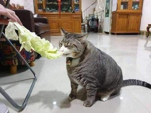 瓜哥吃瓜画猫视频大全免费观看,免费观看视频大全，带你领略趣味猫画世界