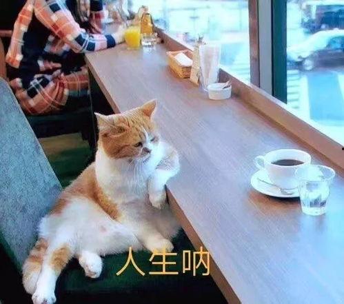 瓜哥吃瓜画猫视频大全免费观看,免费观看视频大全，带你领略趣味猫画世界