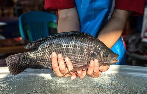 带你吃瓜罗非鱼视频播放,罗非鱼视频播放背后的热门现象