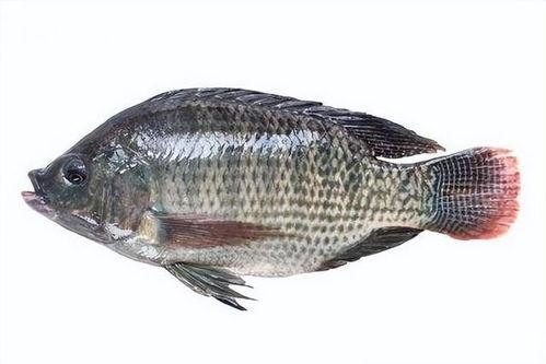 带你吃瓜罗非鱼视频播放,罗非鱼视频播放背后的热门现象