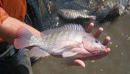 带你吃瓜罗非鱼视频播放,罗非鱼视频播放背后的热门现象