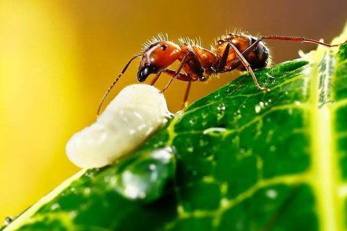 蚂蚁可以吃红瓜吗视频,揭秘蚂蚁如何享用红瓜美食