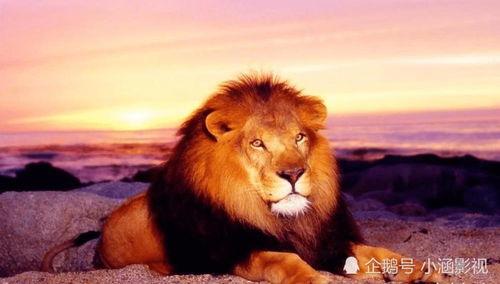 狮子吃瓜事件真相视频播放,一场误会的背后