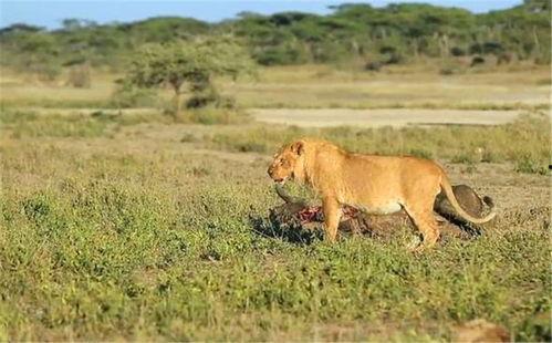 狮子吃瓜事件真相视频播放,一场误会的背后