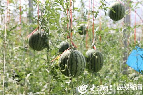 邹城西城吃瓜事件视频最新,一场引发热议的街头冲突瞬间