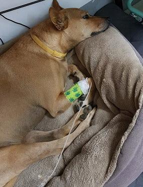 吃瓜小狗事故视频