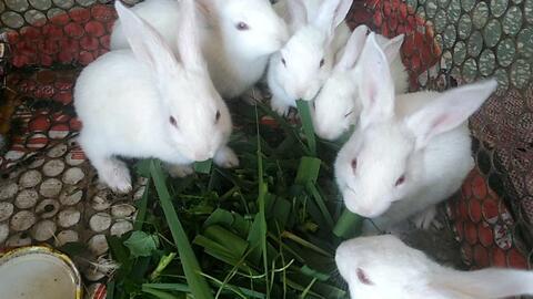 白兔可以吃佛手瓜吗视频,探索兔子新食粮的奇妙之旅