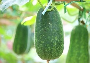 吃瓜要吃种子吗视频