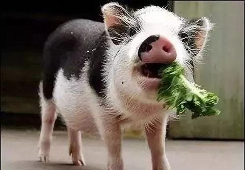 小崽子吃瓜视频,揭秘娱乐圈幕后故事