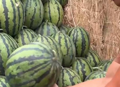 全网各地吃瓜视频,各地特色美食视频大盘点