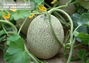 吃哈密瓜视频模板下载,跟随视频模板解锁夏日清凉秘籍