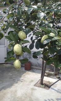 吃瓜树视频,一场网络热传视频背后的故事