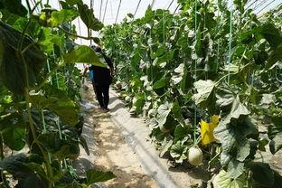 吃瓜树视频,一场网络热传视频背后的故事