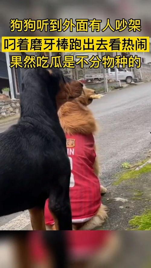 动物群众吃瓜视频,揭秘它们的“八卦”时刻