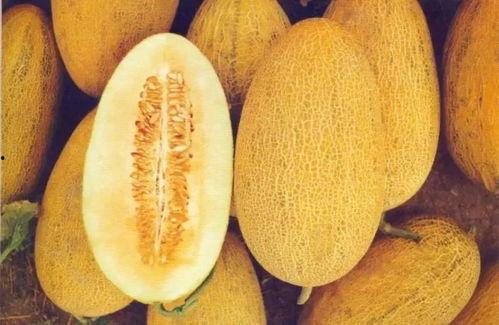 新疆沙漠吃哈密瓜视频,哈密瓜的甜蜜诱惑