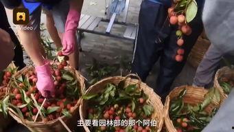 广西南宁校园吃瓜视频,一场校园吃瓜视频引发的校园热议