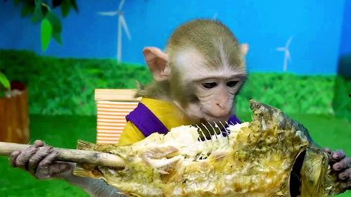 大姐吃瓜变成猴子了视频,视频走红网络，揭秘神秘猴子之谜