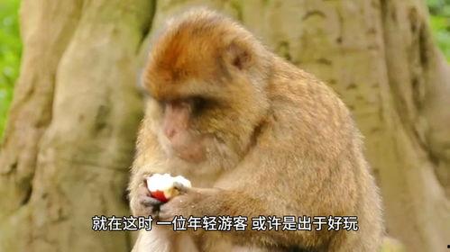 大姐吃瓜变成猴子了视频,视频走红网络，揭秘神秘猴子之谜