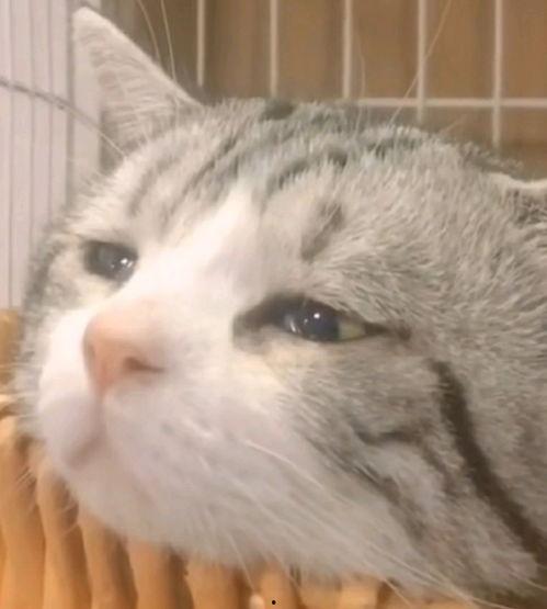 搞笑猫吃瓜配音视频下载,搞笑配音视频笑翻网友