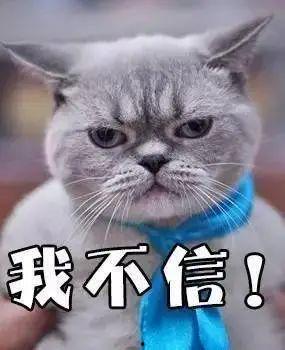 搞笑猫吃瓜配音视频下载,搞笑配音视频笑翻网友