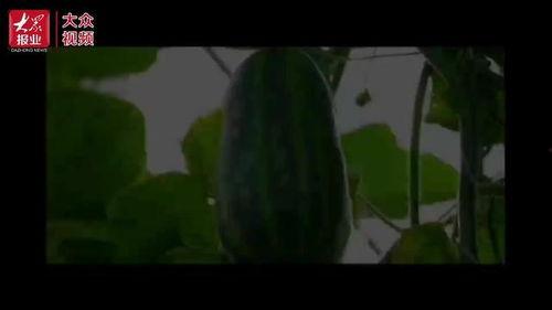 南昌吃瓜视频免费观看,免费畅享美食盛宴