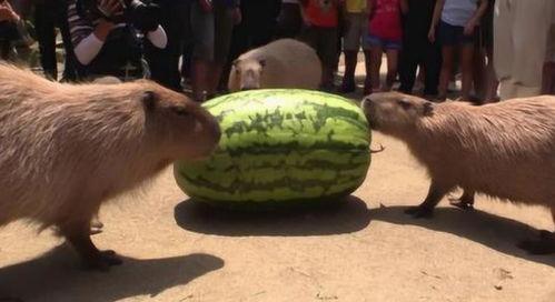 水豚吃瓜的视频,萌态十足引网友爆笑