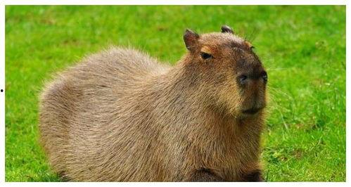 水豚吃瓜的视频,萌态十足引网友爆笑