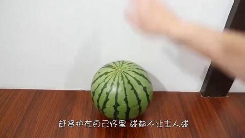 水豚吃瓜的视频,萌态十足引网友爆笑