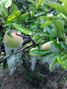 苏北吃瓜的视频,一场接地气的乡村美食盛宴
