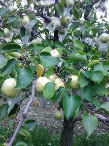 苏北吃瓜的视频,一场接地气的乡村美食盛宴