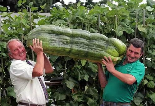 西北人吃龙瓜视频播放,龙瓜美食视频走红网络，揭秘地道西北美食文化